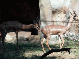 Antelopes at San Diego Zoo