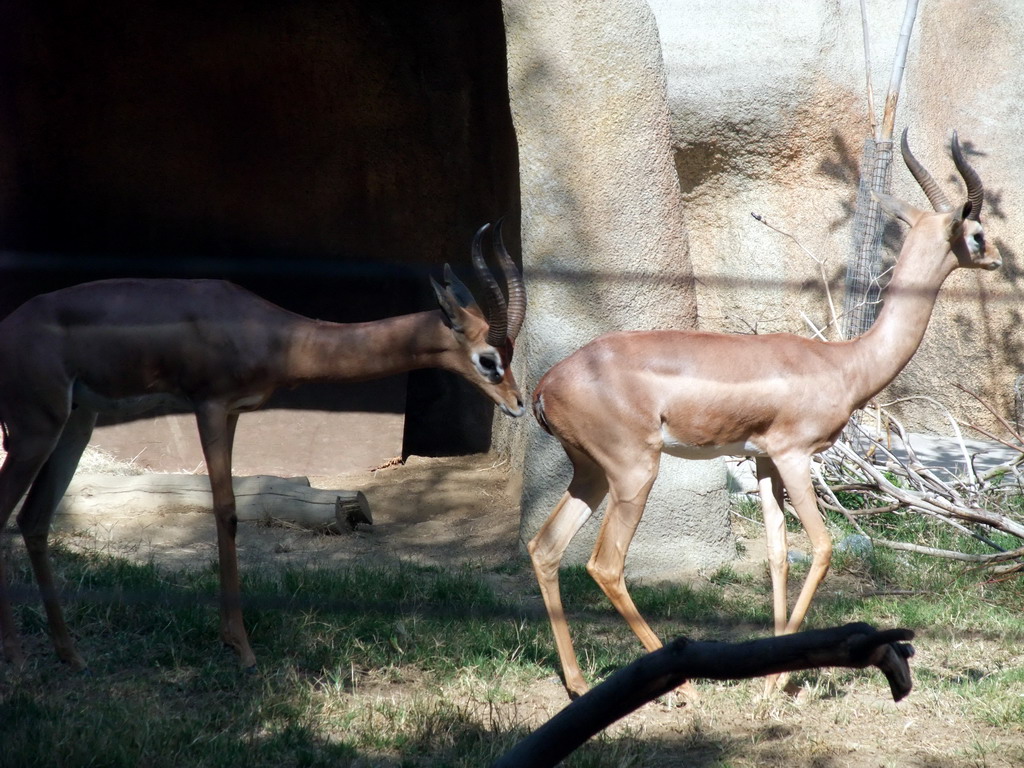 Antelopes at San Diego Zoo