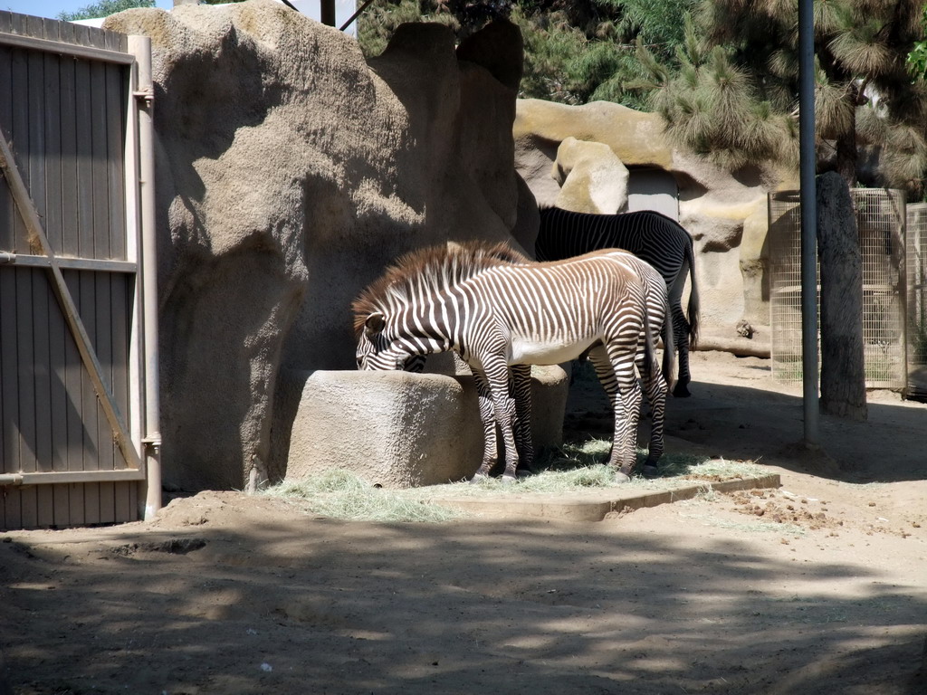 Zebras at San Diego Zoo