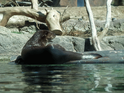 Sea Lion at San Diego Zoo