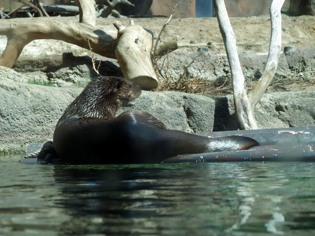 Sea Lion at San Diego Zoo