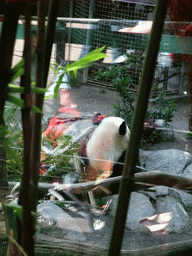 Giant Panda at San Diego Zoo