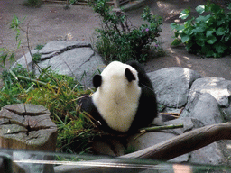 Giant Panda at San Diego Zoo