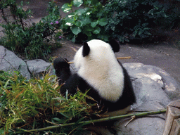 Giant Panda at San Diego Zoo