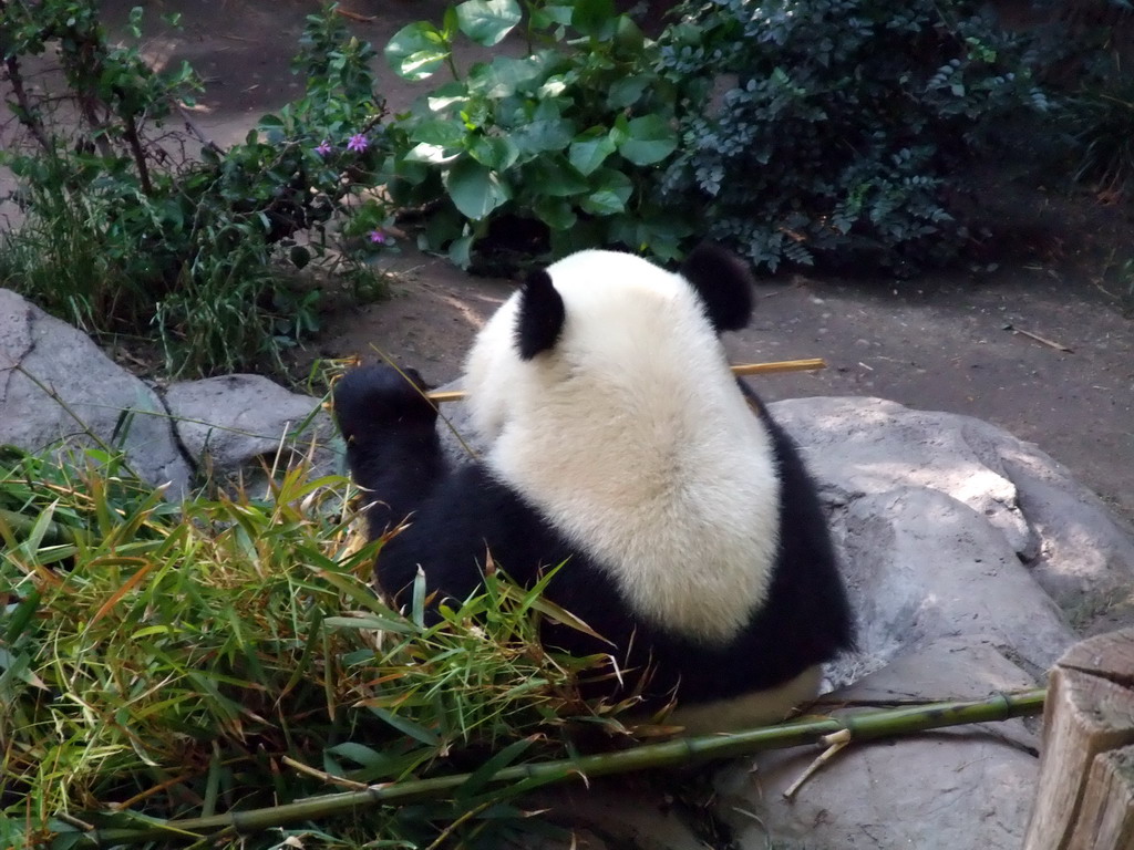 Giant Panda at San Diego Zoo