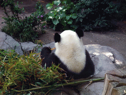 Giant Panda at San Diego Zoo