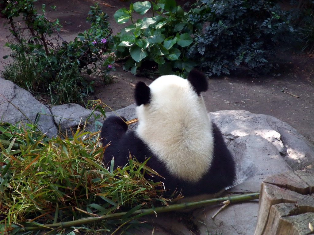 Giant Panda at San Diego Zoo