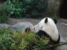 Giant Panda at San Diego Zoo