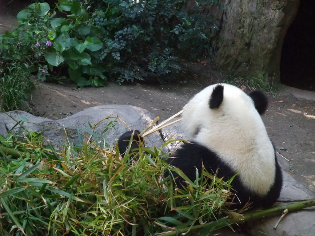 Giant Panda at San Diego Zoo