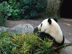 Giant Panda at San Diego Zoo