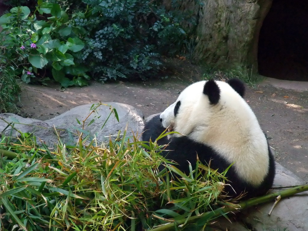 Giant Panda at San Diego Zoo