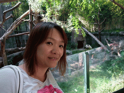 Miaomiao with Giant Panda at San Diego Zoo