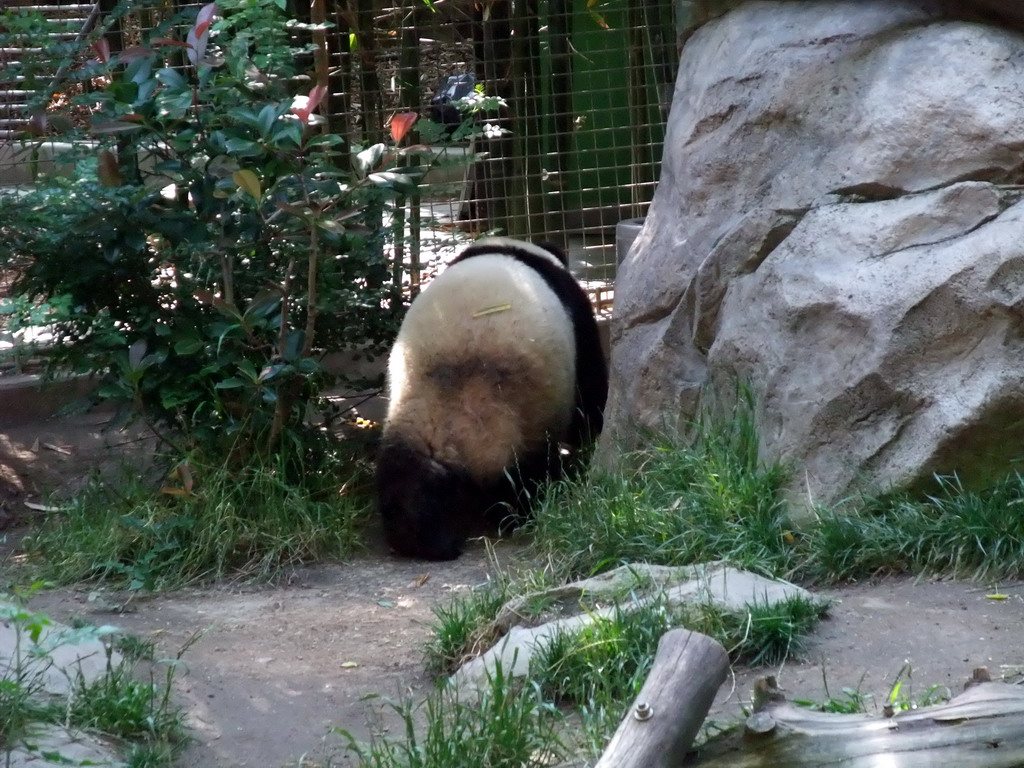 Giant Panda at San Diego Zoo