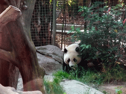 Giant Panda at San Diego Zoo