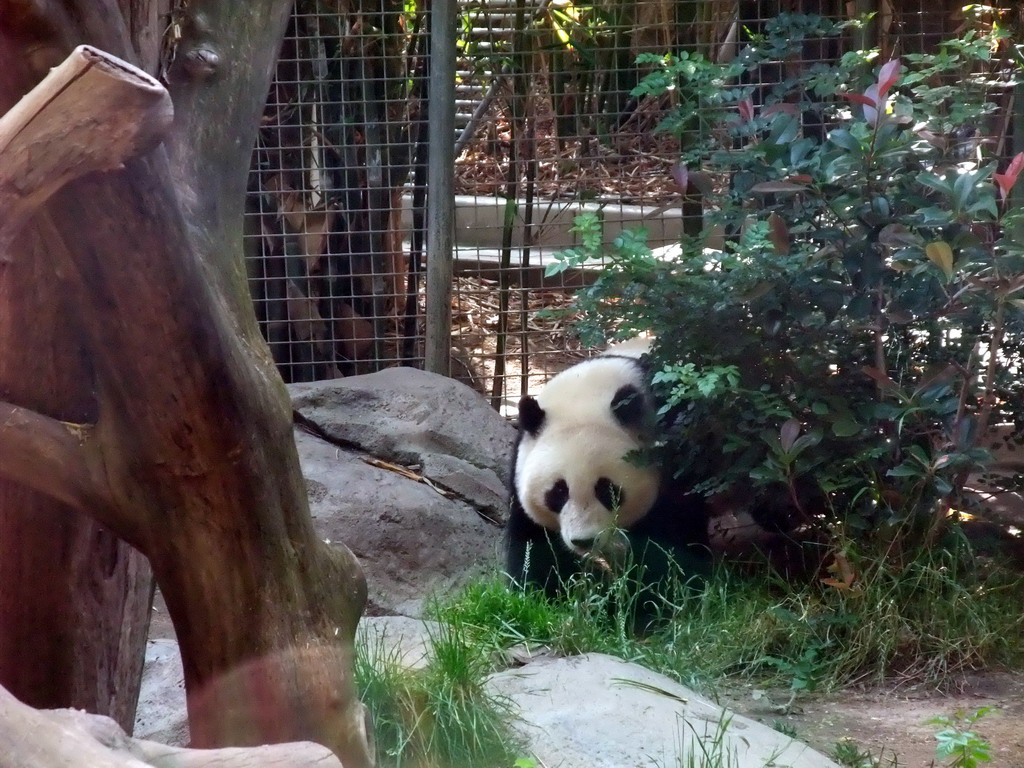 Giant Panda at San Diego Zoo