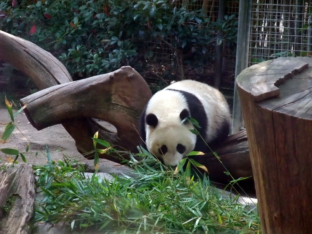 Giant Panda at San Diego Zoo