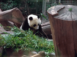 Giant Panda at San Diego Zoo