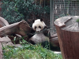 Giant Panda at San Diego Zoo