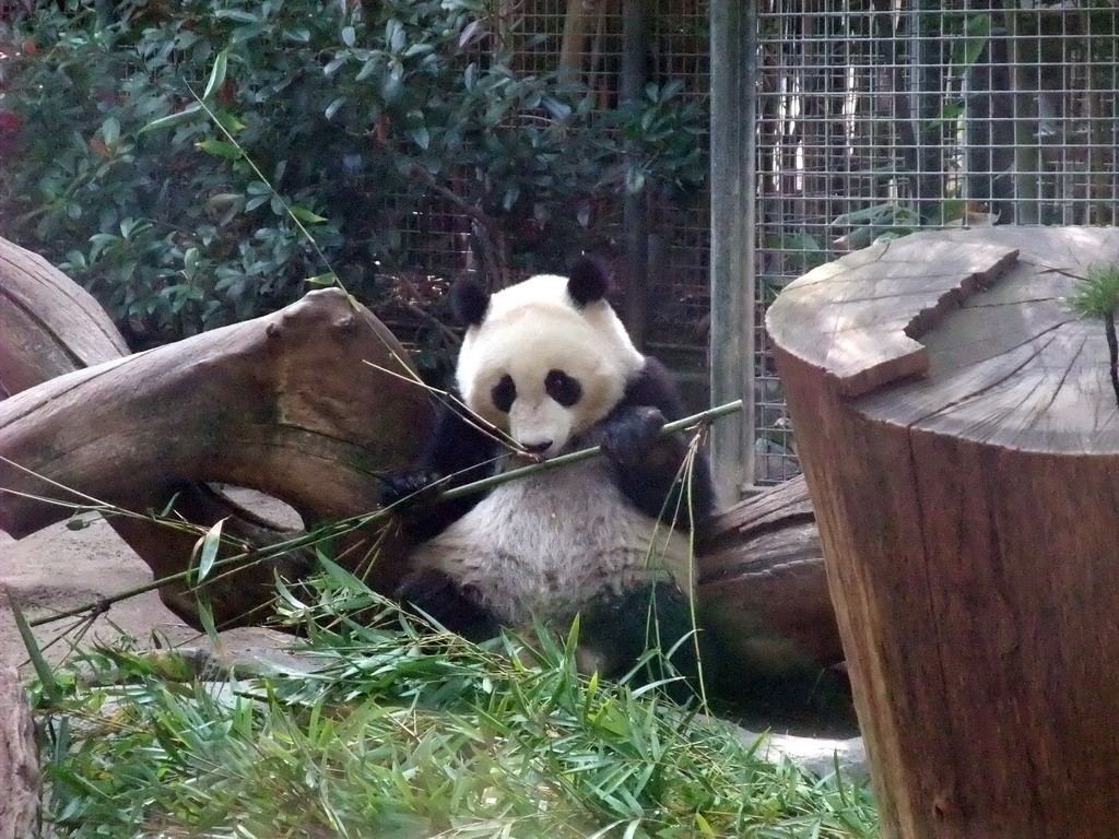 Giant Panda at San Diego Zoo