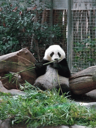 Giant Panda at San Diego Zoo