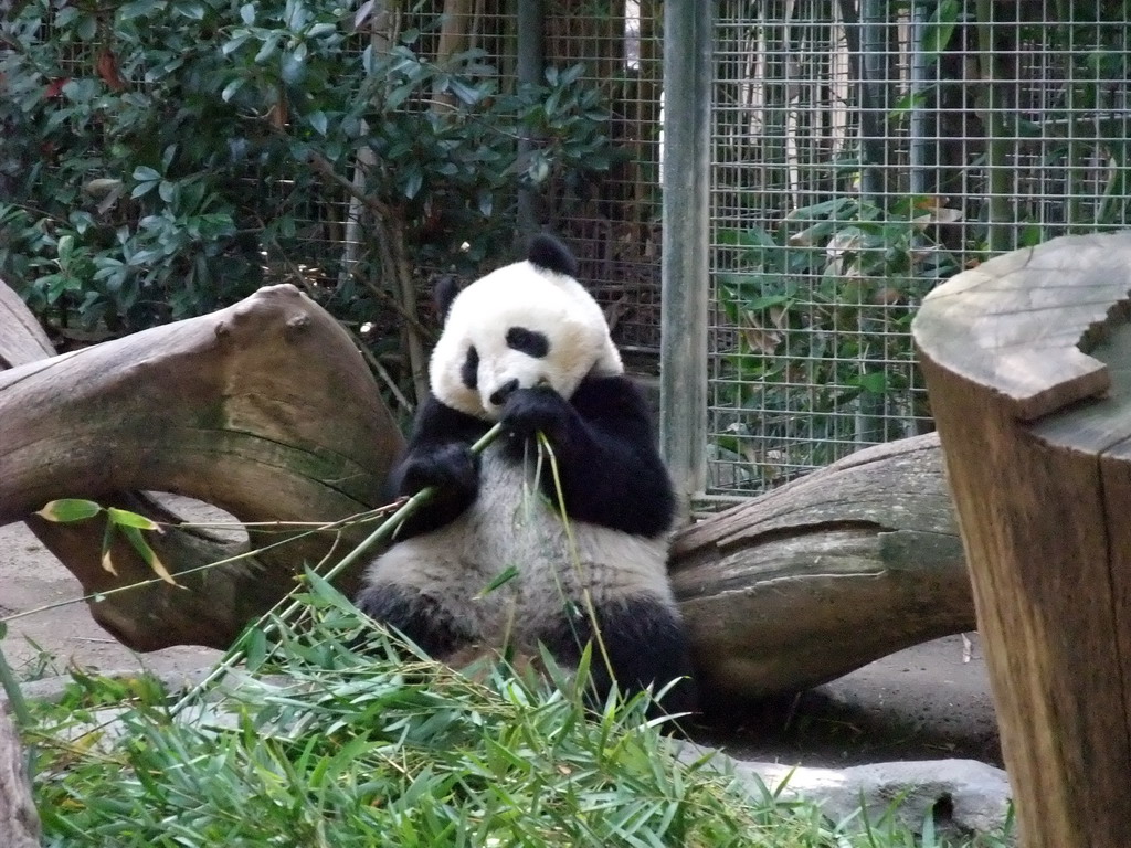 Giant Panda at San Diego Zoo