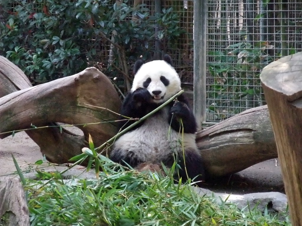 Giant Panda at San Diego Zoo