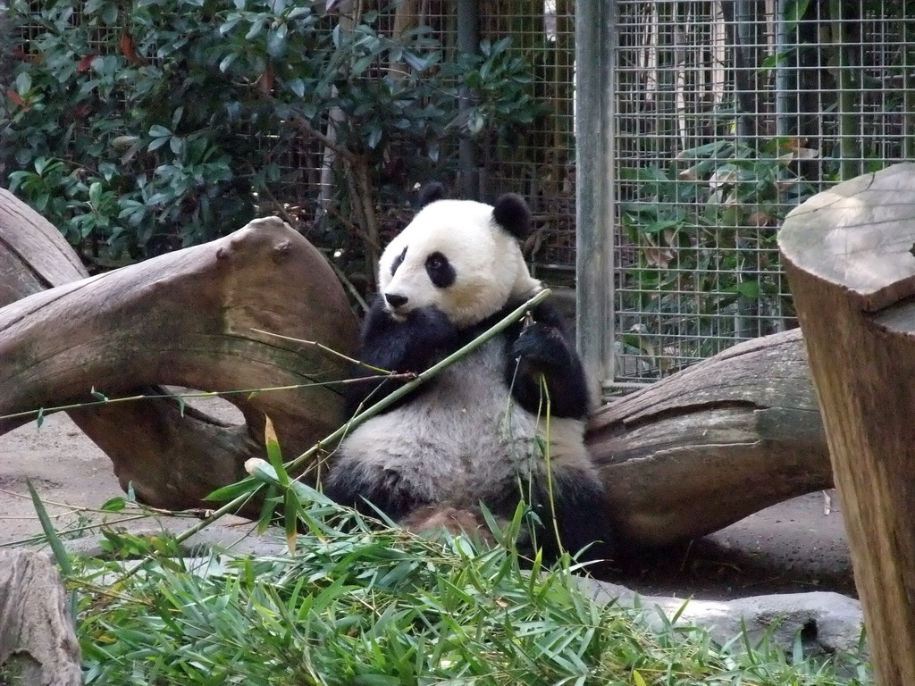 Giant Panda at San Diego Zoo