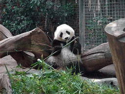 Giant Panda at San Diego Zoo