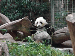 Giant Panda at San Diego Zoo