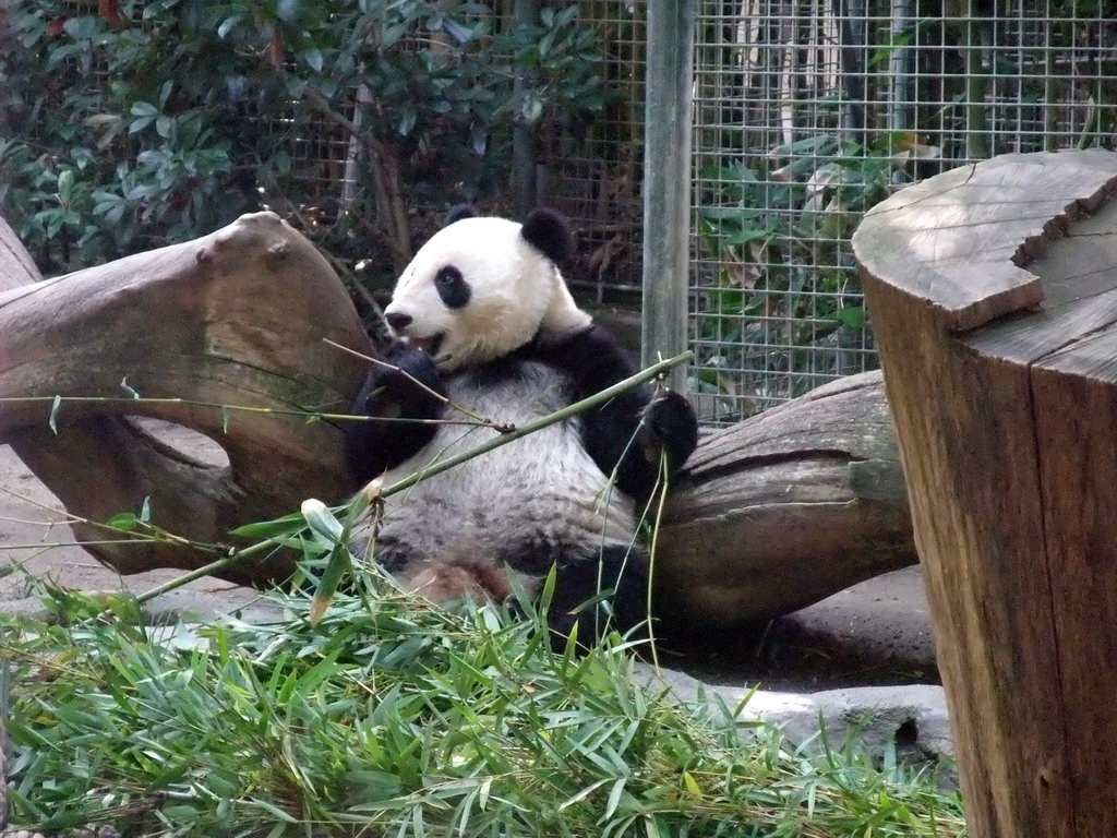 Giant Panda at San Diego Zoo