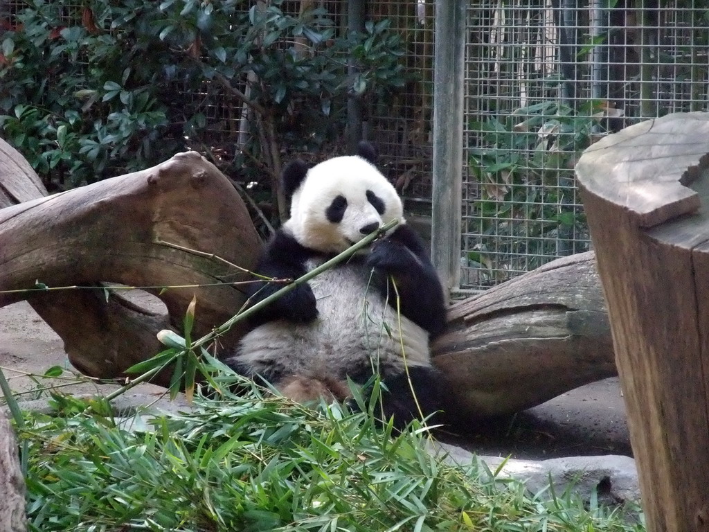 Giant Panda at San Diego Zoo