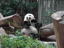 Giant Panda at San Diego Zoo