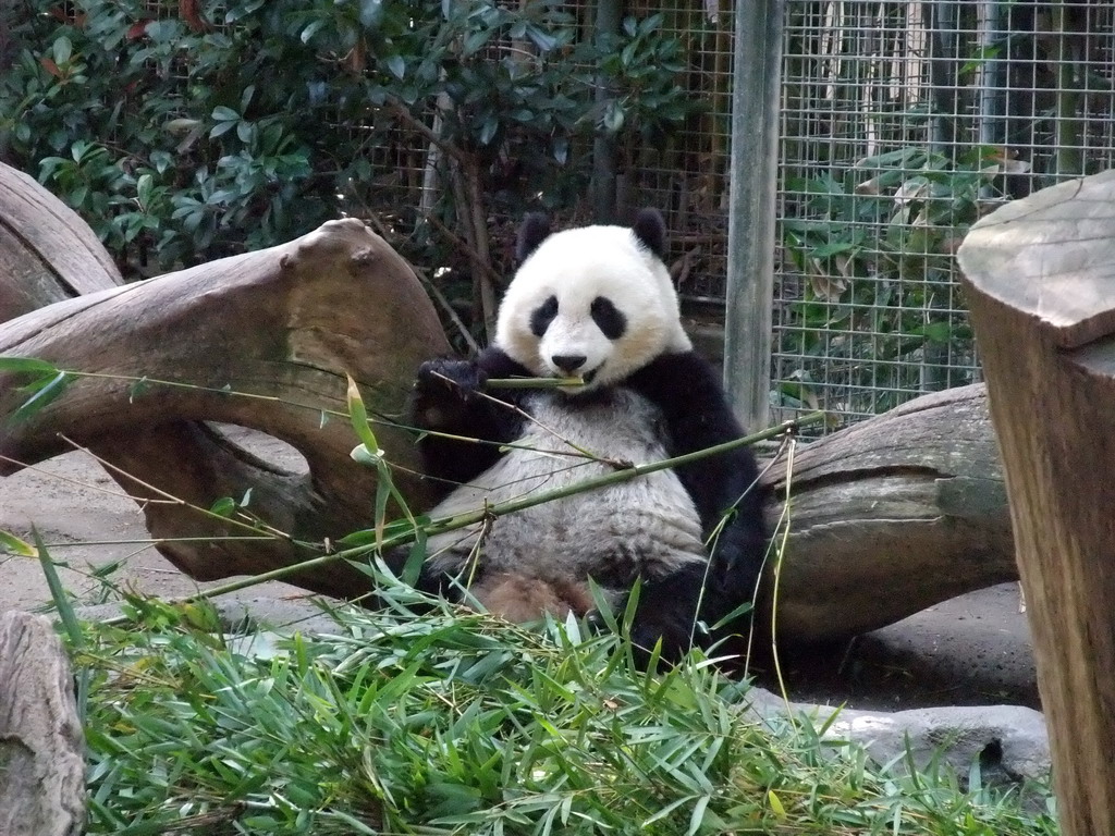 Giant Panda at San Diego Zoo