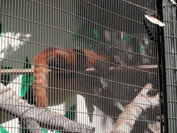 Red Panda at San Diego Zoo