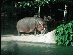 Hippopotamus at San Diego Zoo