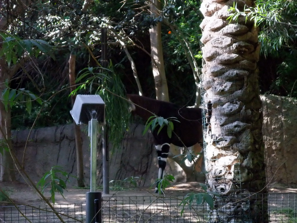 Okapi at San Diego Zoo