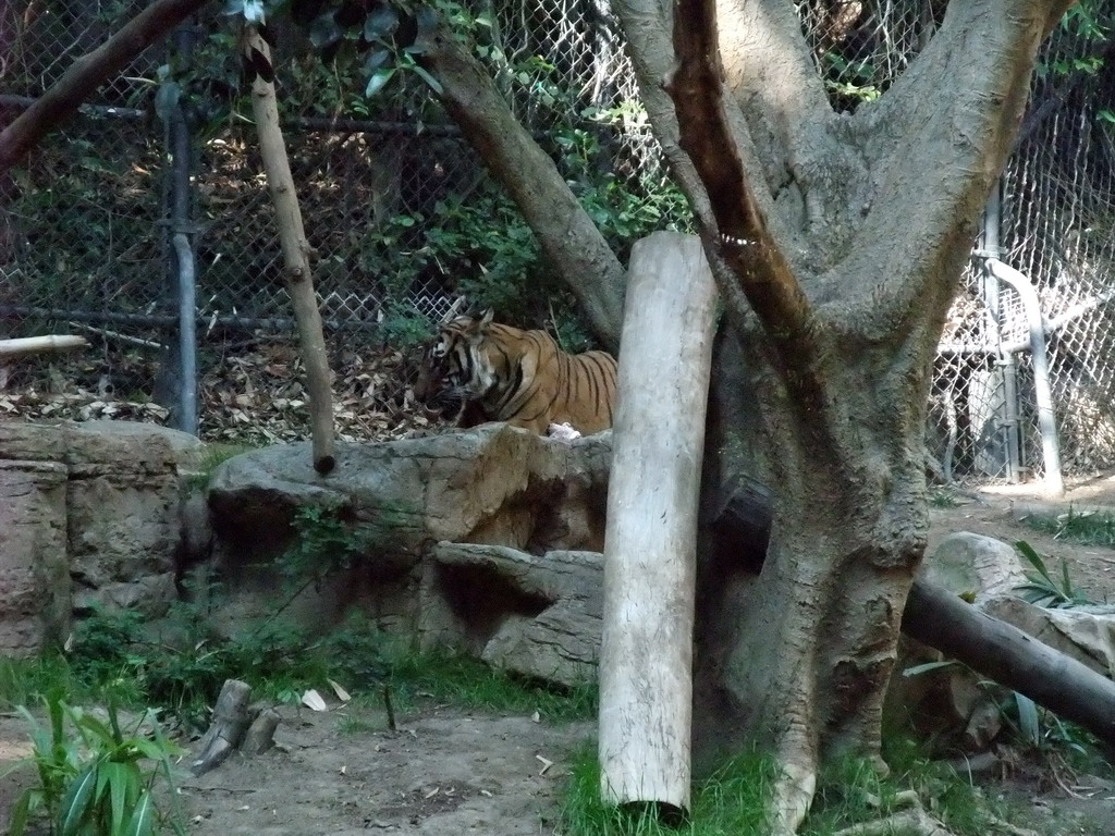 Tiger at San Diego Zoo