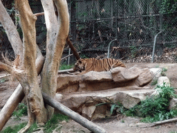 Tiger at San Diego Zoo