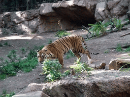 Tiger at San Diego Zoo