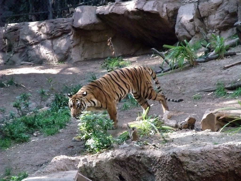 Tiger at San Diego Zoo