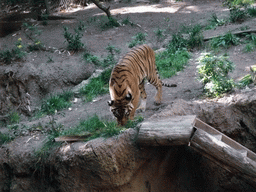 Tiger at San Diego Zoo