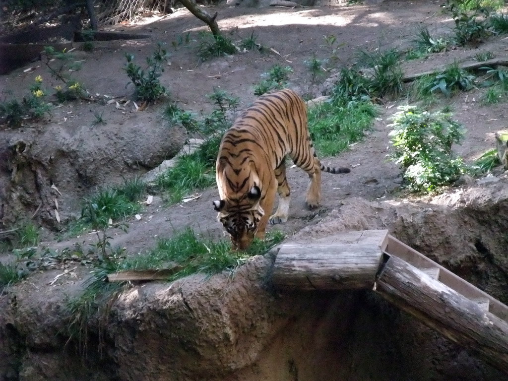 Tiger at San Diego Zoo