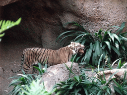 Tiger at San Diego Zoo