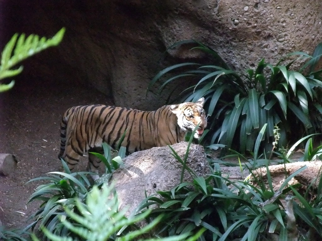 Tiger at San Diego Zoo