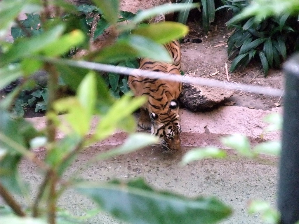 Tiger at San Diego Zoo