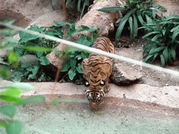 Tiger at San Diego Zoo