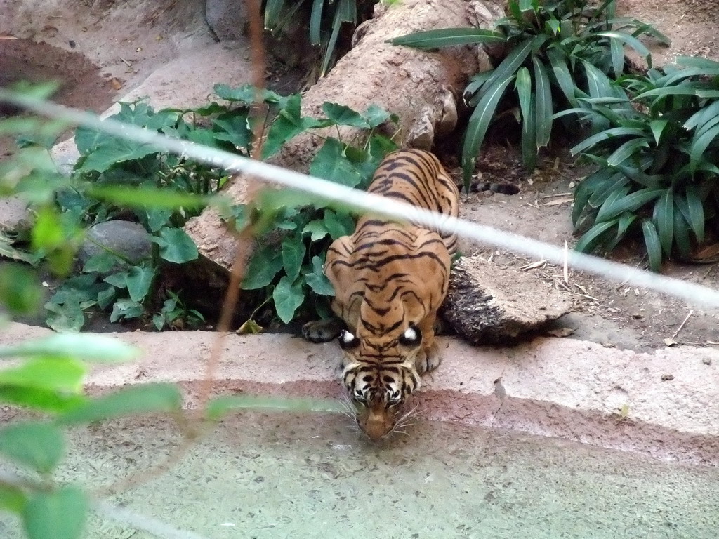 Tiger at San Diego Zoo