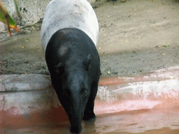 Tapir at San Diego Zoo