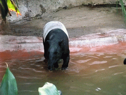 Tapir at San Diego Zoo