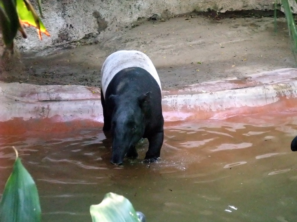 Tapir at San Diego Zoo